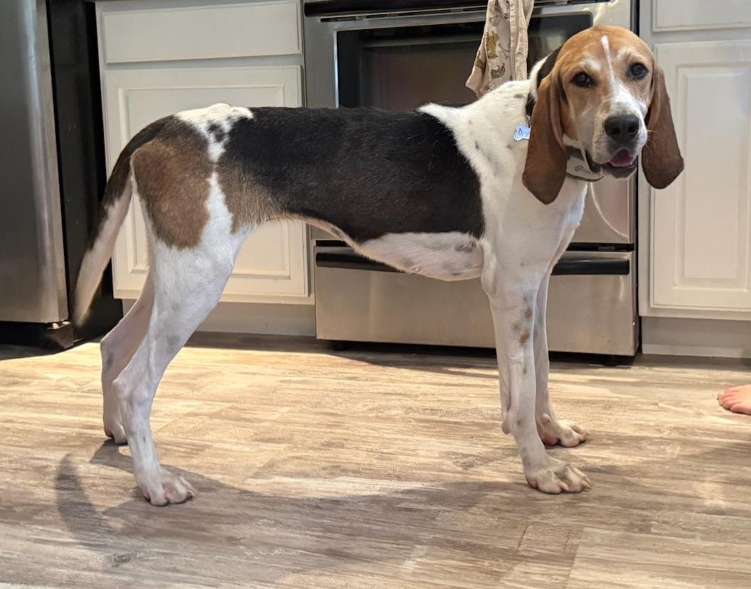 Enlarge Dorothy, an adopted mixed breed in Lexington, MA image 5/6