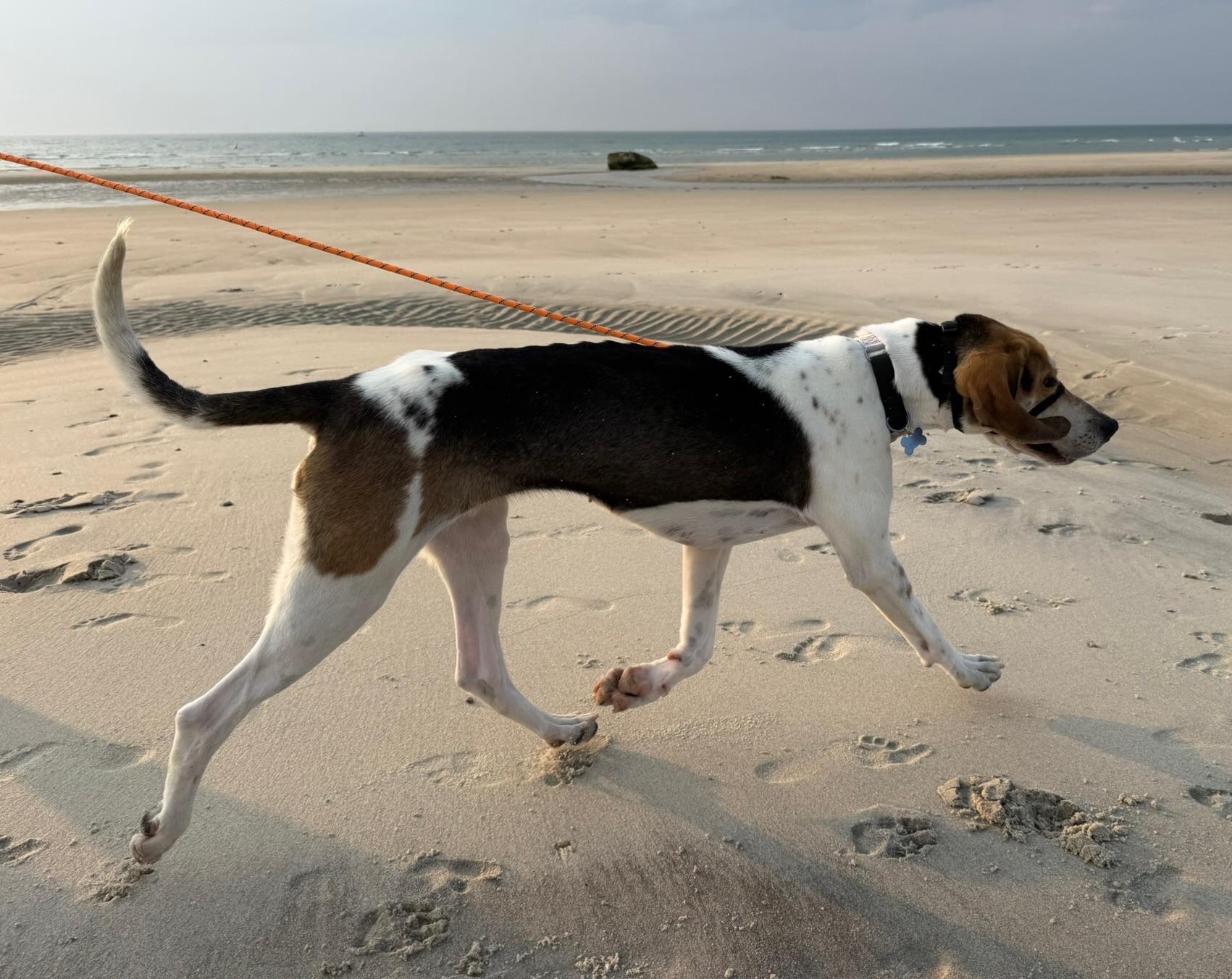 Enlarge Dorothy, an adopted mixed breed in Lexington, MA image 3/6