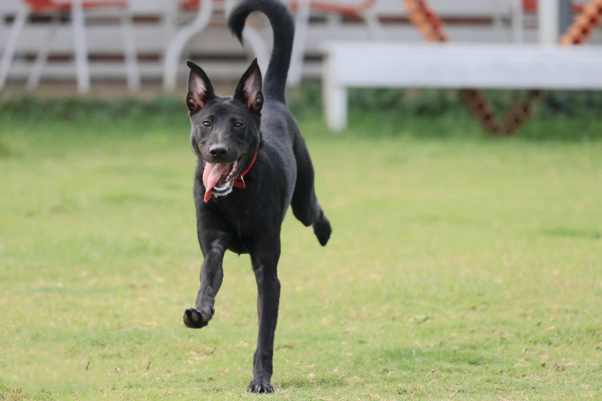 Dog for adoption Anna, a Mixed Breed in South San Francisco, CA