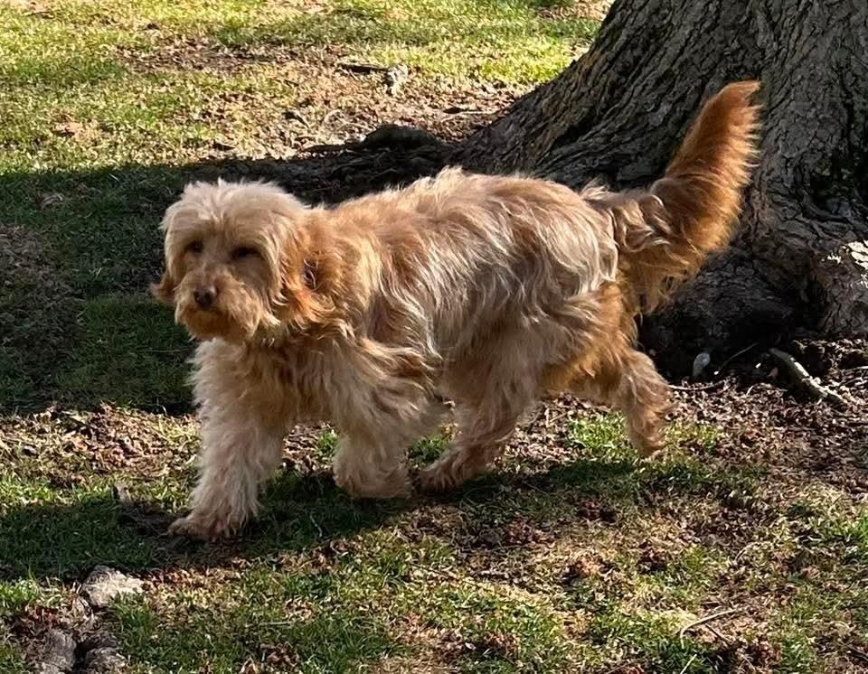Kenzie, Adoptable, Adult Female Goldendoodle.