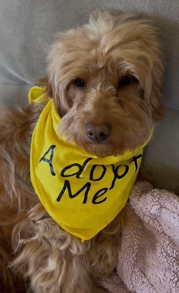 Enlarge Kenzie, a Adoptable Goldendoodle in Wausau, WI image 2/5