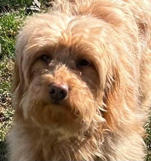 Enlarge Kenzie, a Adoptable Goldendoodle in Wausau, WI image 3/5