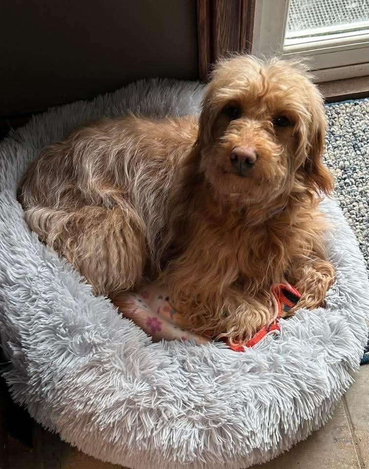 Enlarge Kenzie, a Adoptable Goldendoodle in Wausau, WI image 4/5