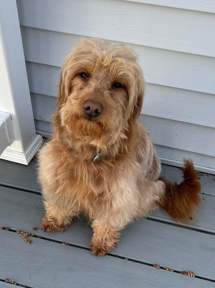 Enlarge Kenzie, a Adoptable Goldendoodle in Wausau, WI image 5/5