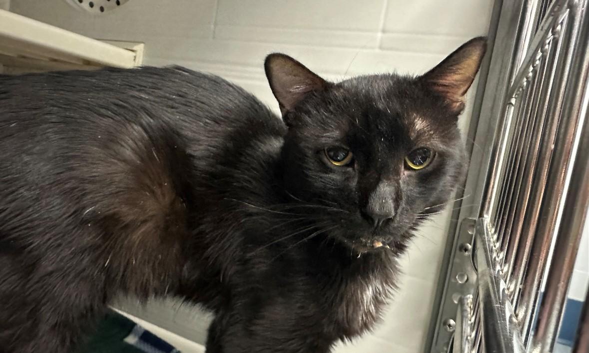 Enlarge Cocoa, a Adopted Domestic Short Hair in Dayville, CT image 1/1