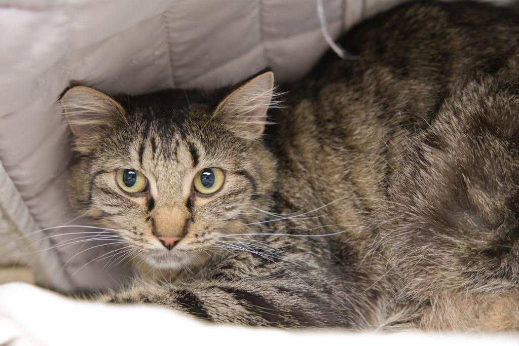 Enlarge Bug and Belle, an adopted mixed breed in Bellingham, WA image 5/6