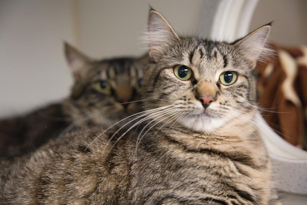 Bug and Belle, ADOPTABLE, Young Male Domestic Medium Hair.