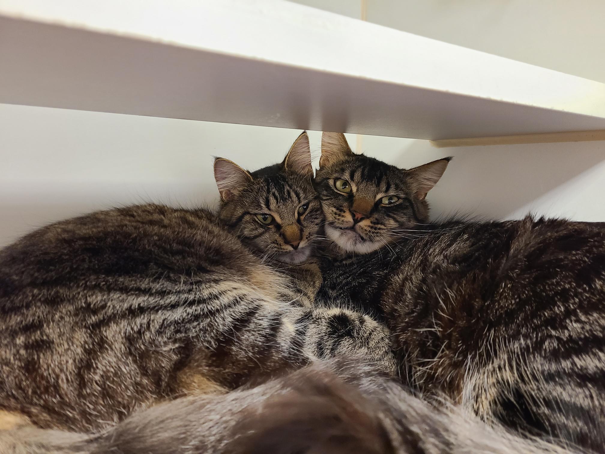 Enlarge Bug and Belle, an adopted mixed breed in Bellingham, WA image 3/6