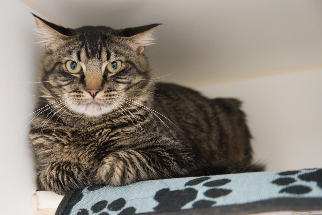 Enlarge Bug and Belle, an adopted mixed breed in Bellingham, WA image 4/6