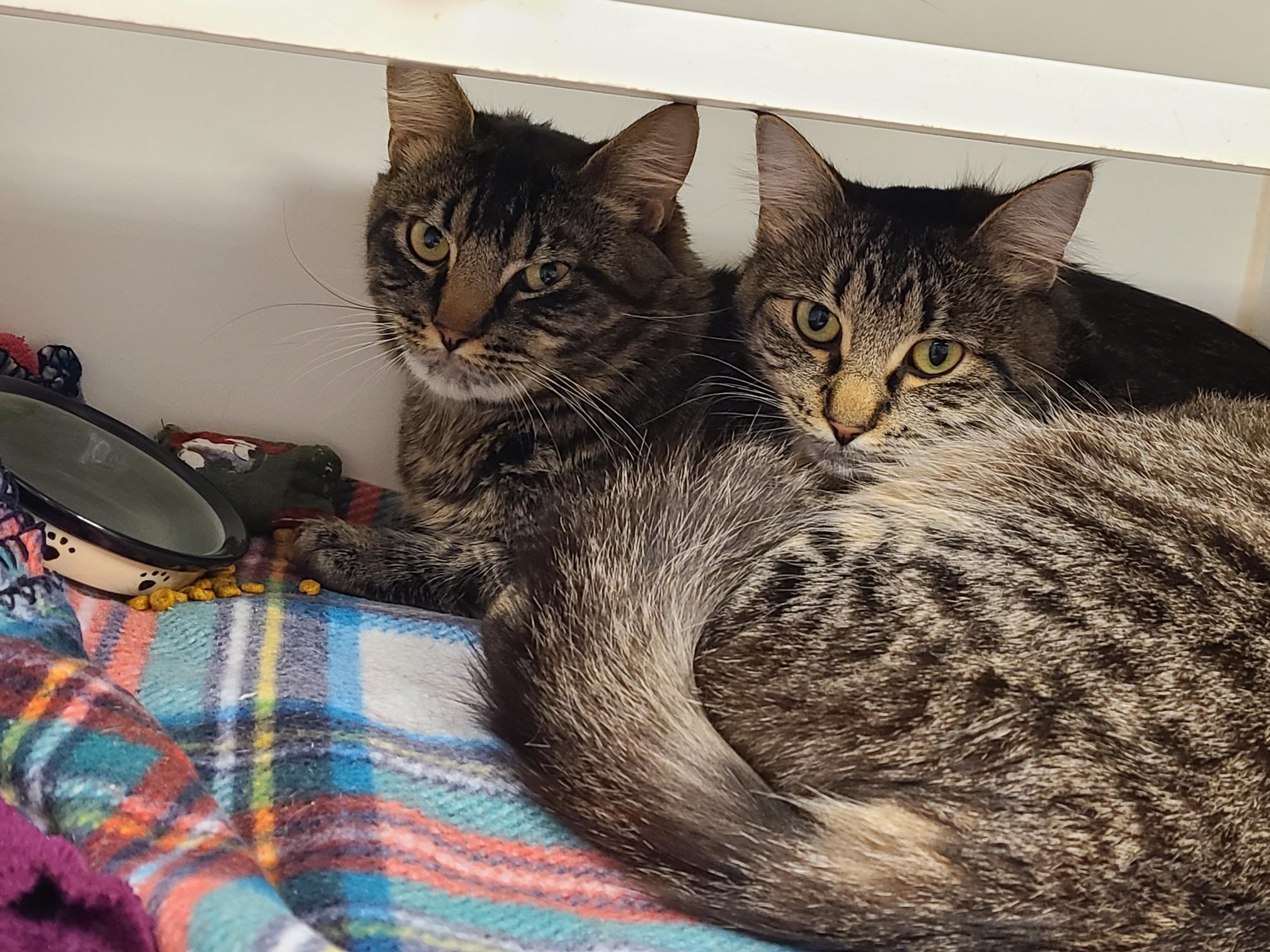 Enlarge Bug and Belle, an adopted mixed breed in Bellingham, WA image 2/6