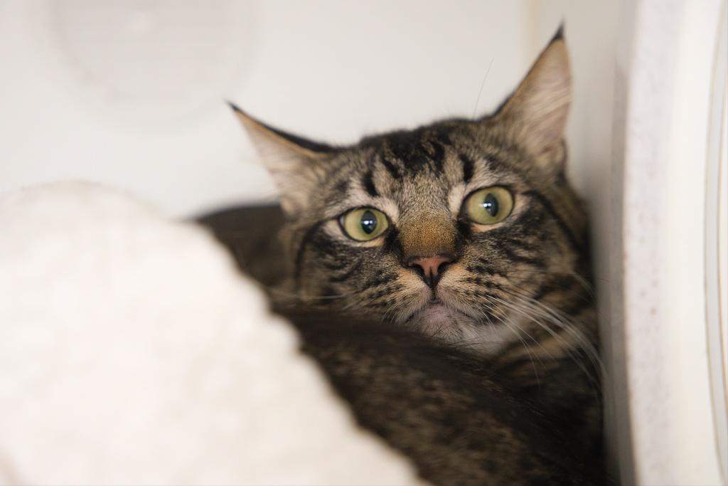 Enlarge Bug and Belle, an adopted mixed breed in Bellingham, WA image 6/6