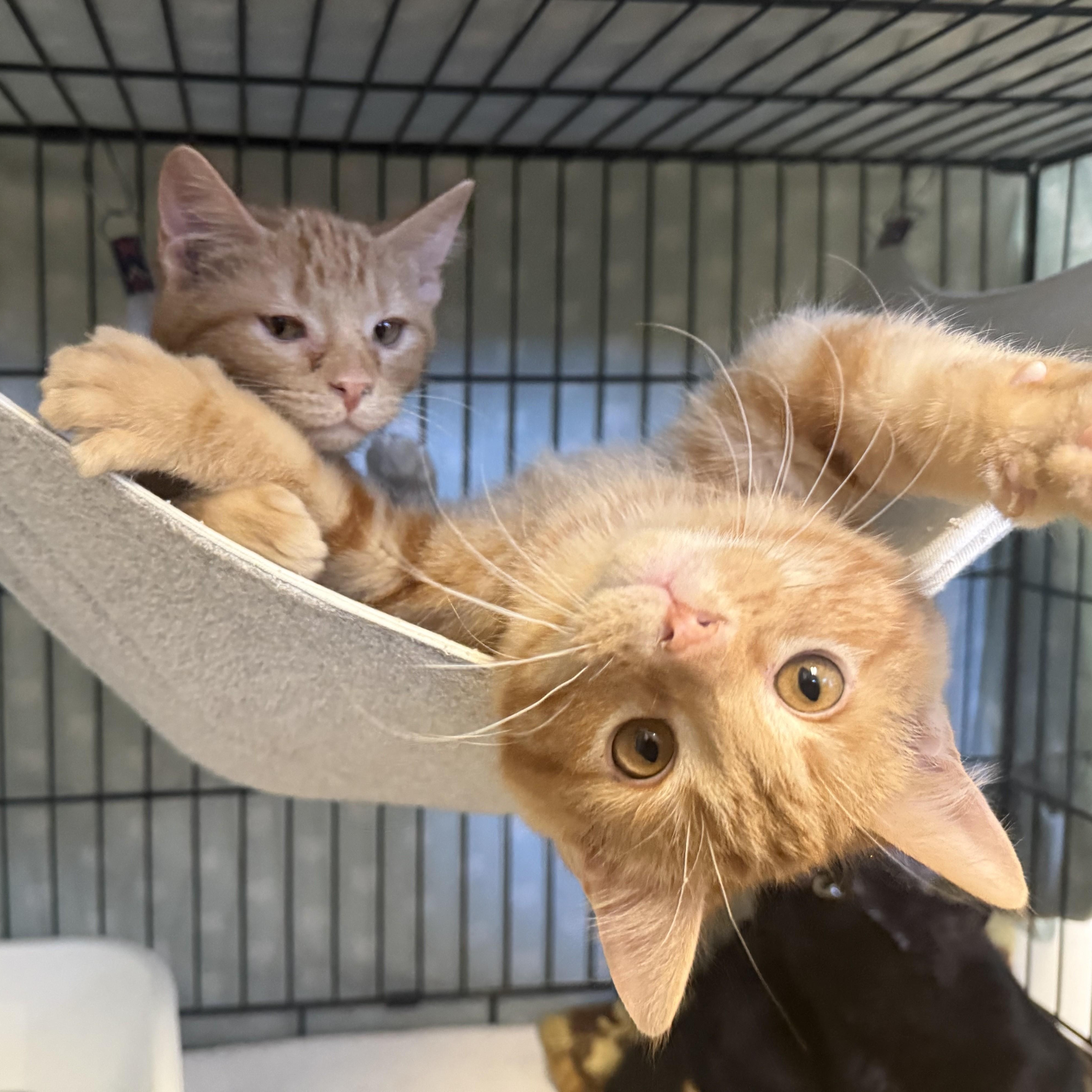 Enlarge PENUCHE, an adopted Domestic Short Hair in La Crescent, MN image 5/5