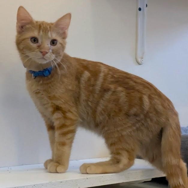 PENUCHE, adopted, Kitten Male Domestic Short Hair.