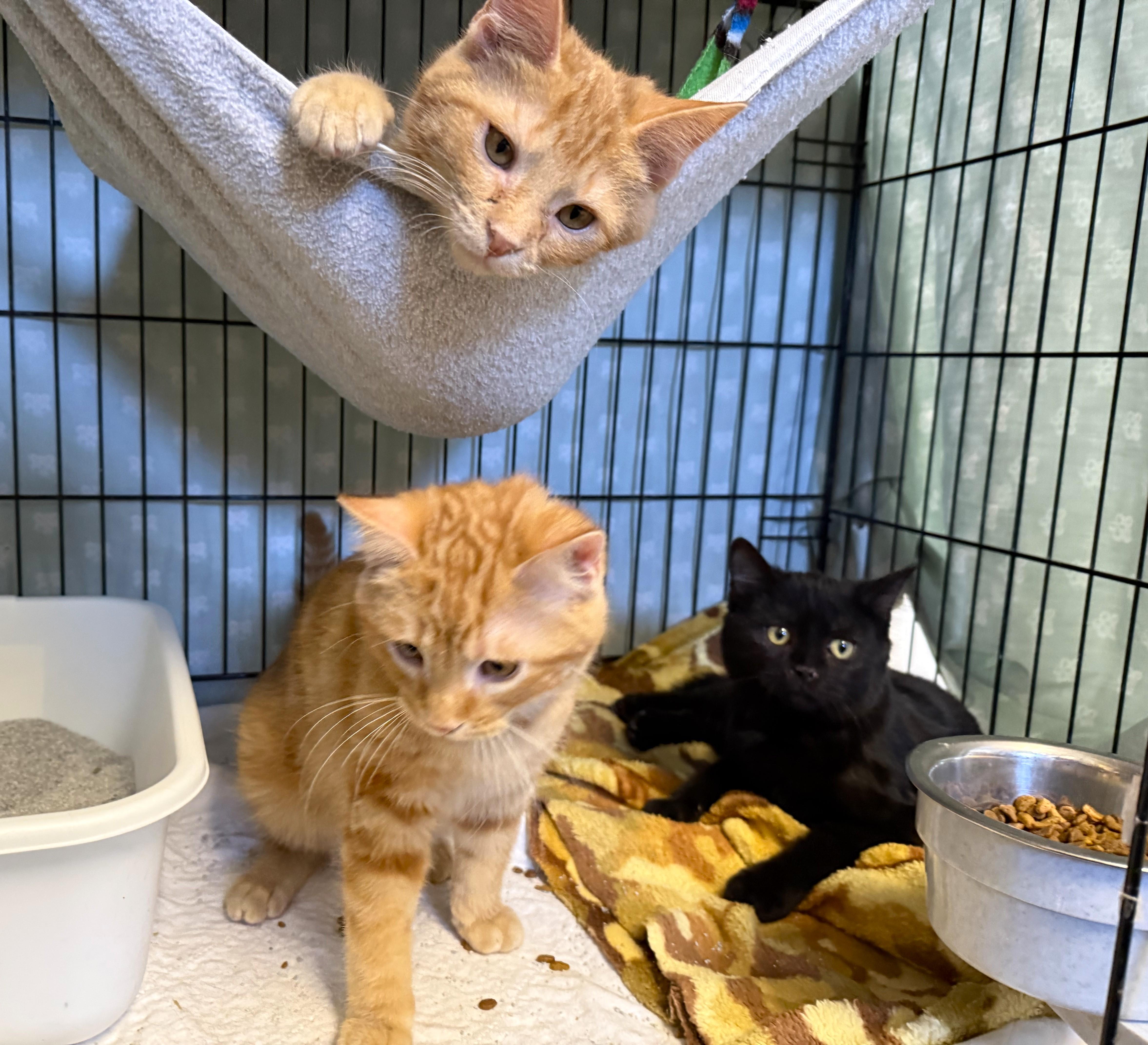 Enlarge PENUCHE, an adopted Domestic Short Hair in La Crescent, MN image 4/5