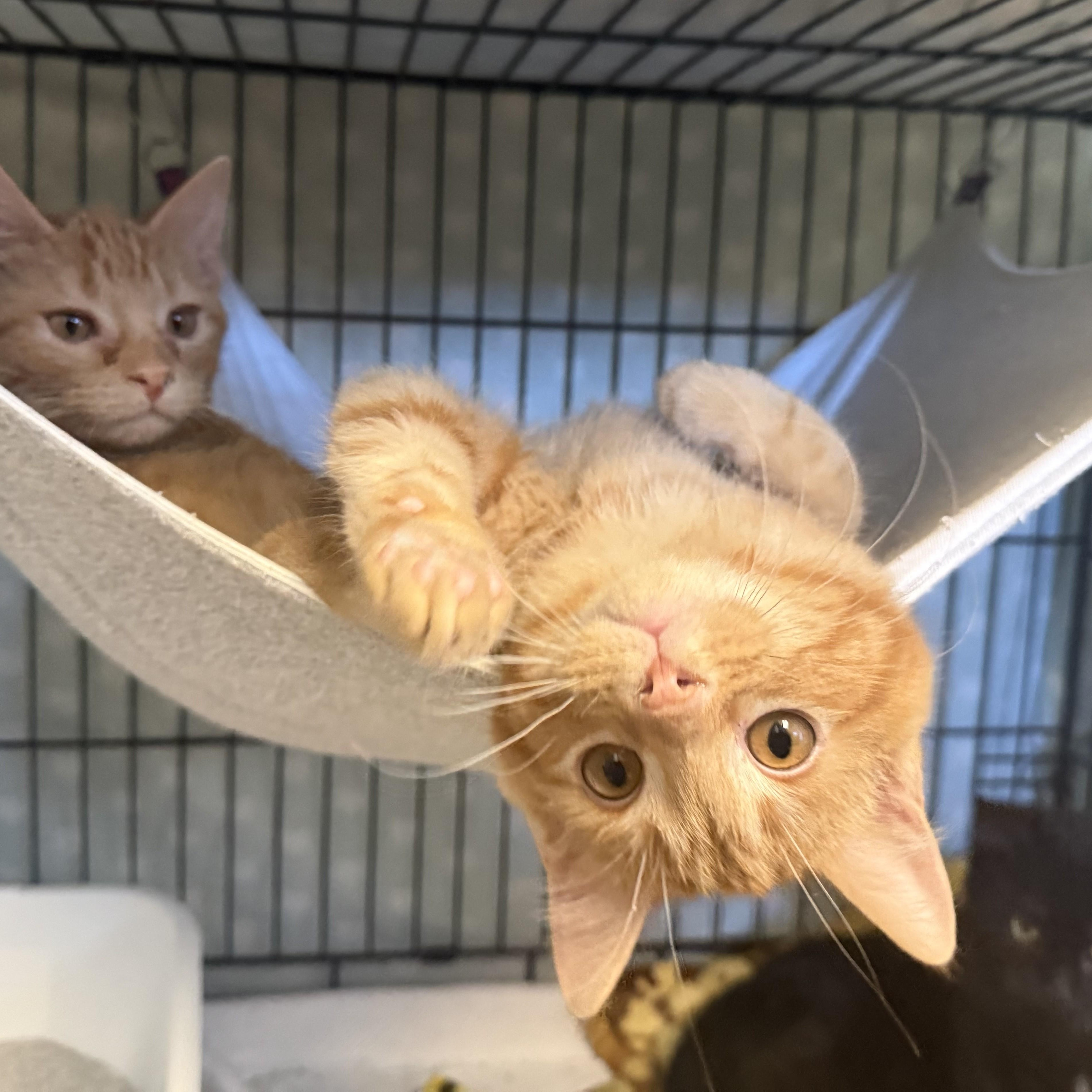 Enlarge PENUCHE, an adopted Domestic Short Hair in La Crescent, MN image 3/5