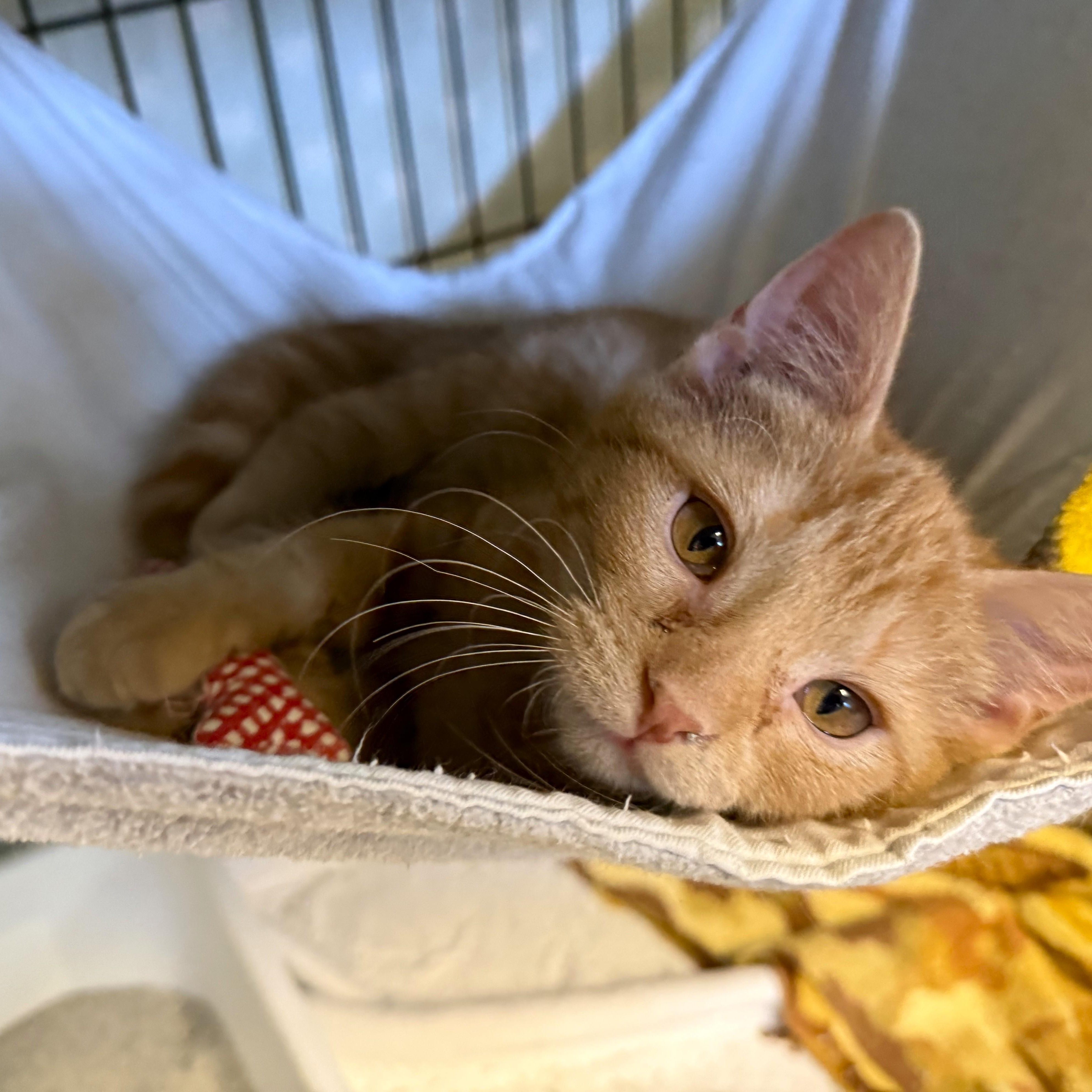 Enlarge PENUCHE, an adopted Domestic Short Hair in La Crescent, MN image 2/5