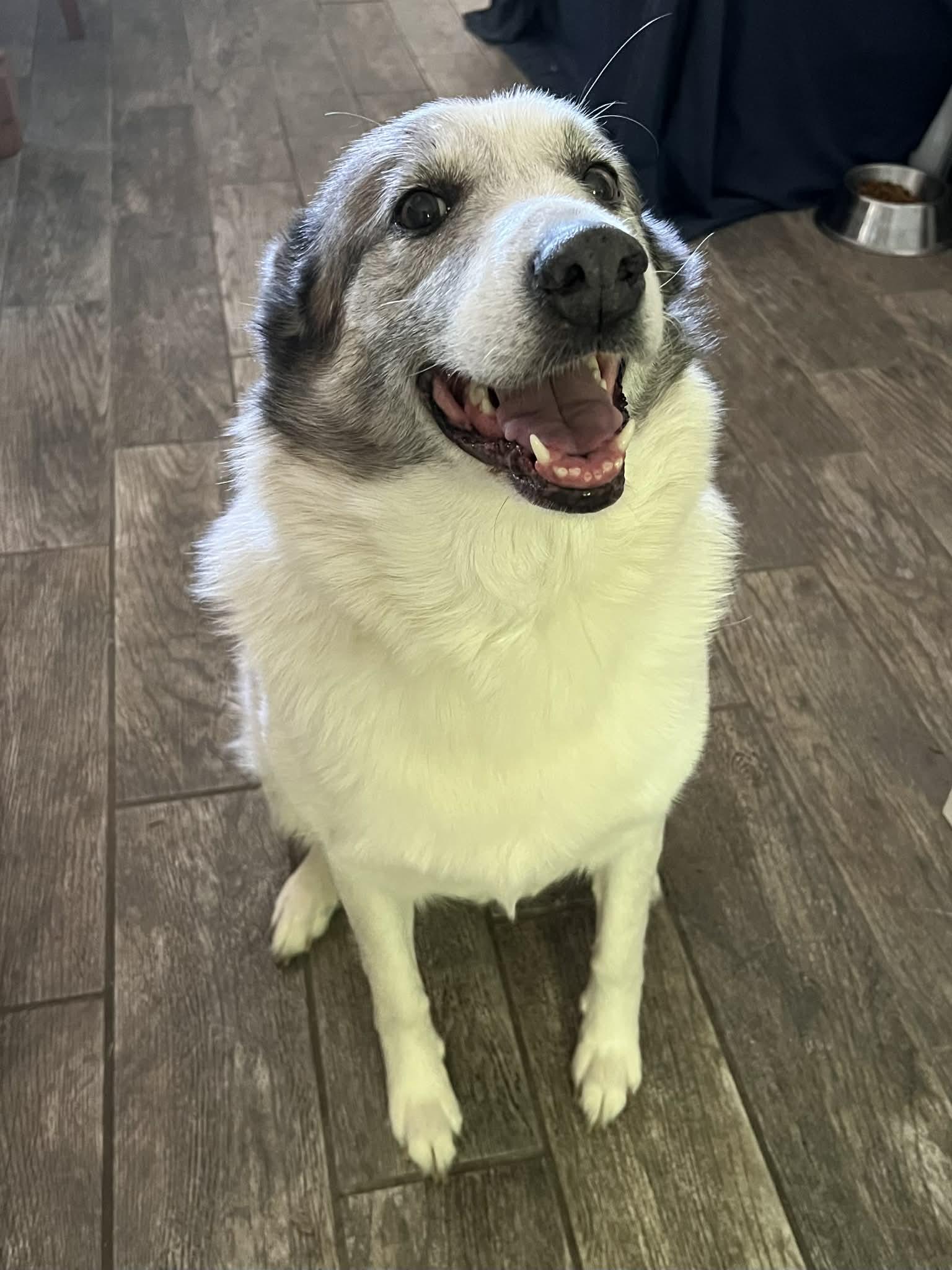 Enlarge Artemis, an adoptable mixed breed in Manhattan, KS image 2/6