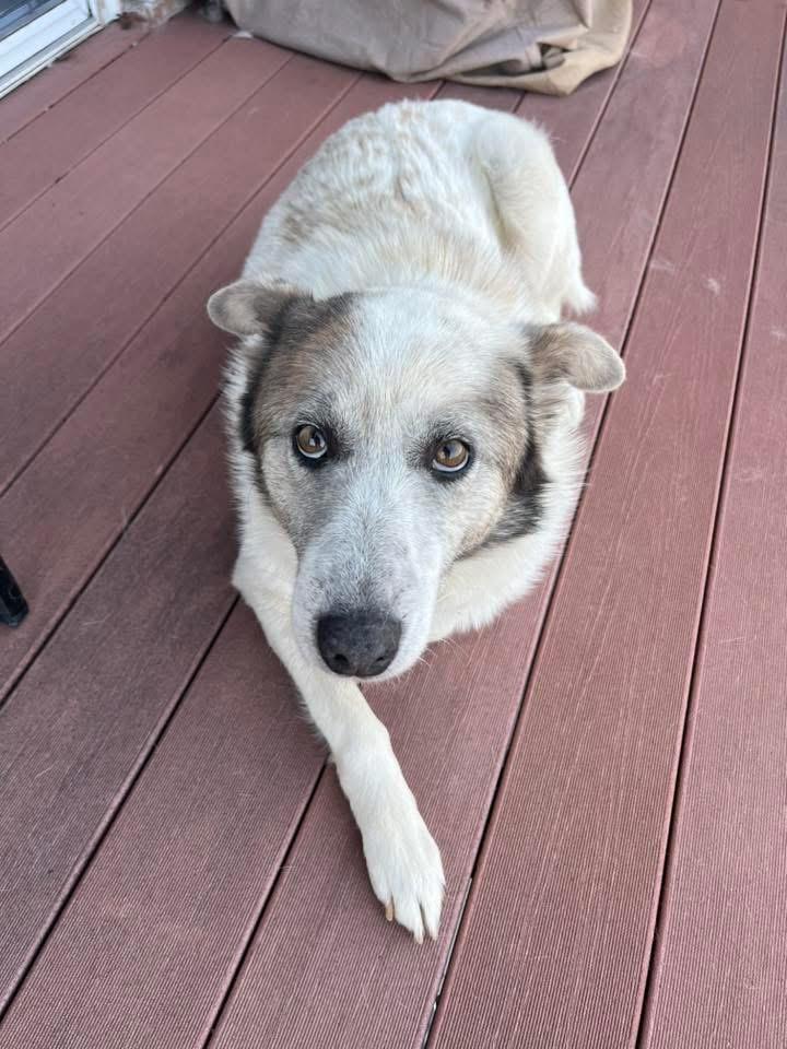 Enlarge Artemis, an adoptable mixed breed in Manhattan, KS image 3/6