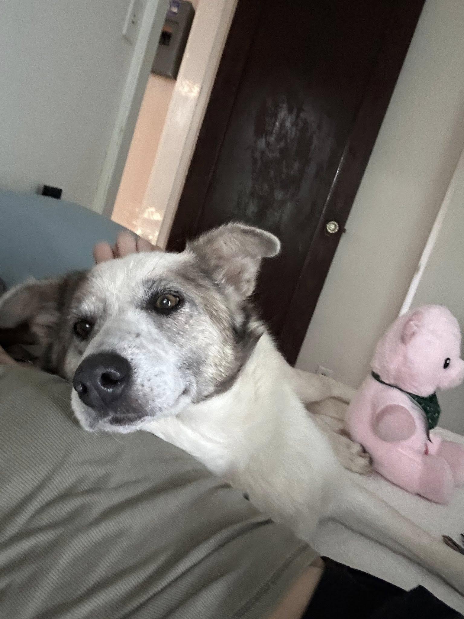 Artemis, adoptable, Adult Female Shepherd.