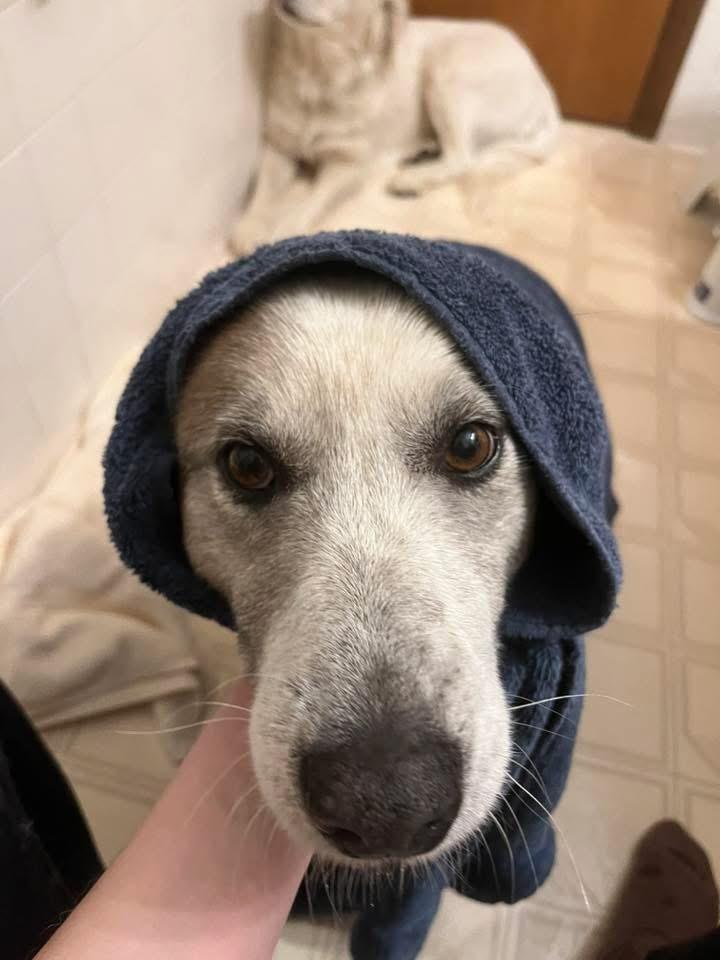 Enlarge Artemis, an adoptable mixed breed in Manhattan, KS image 4/6