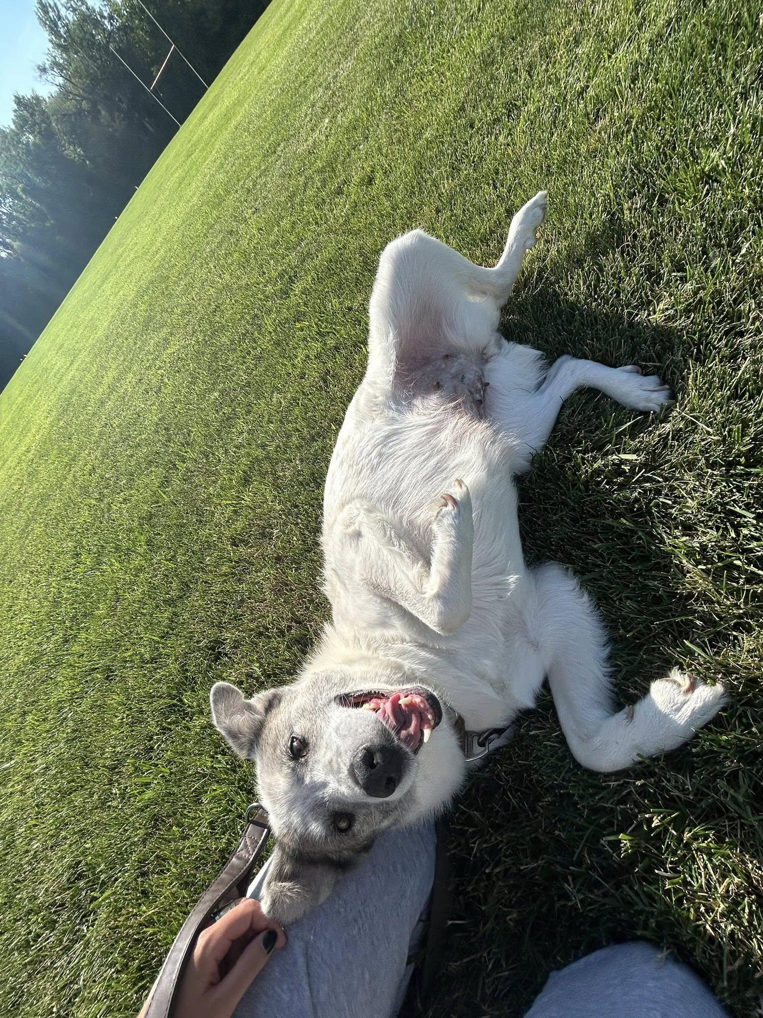 Enlarge Artemis, an adoptable mixed breed in Manhattan, KS image 6/6