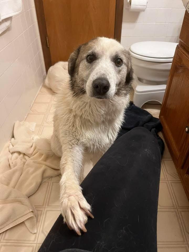 Enlarge Artemis, an adoptable mixed breed in Manhattan, KS image 5/6