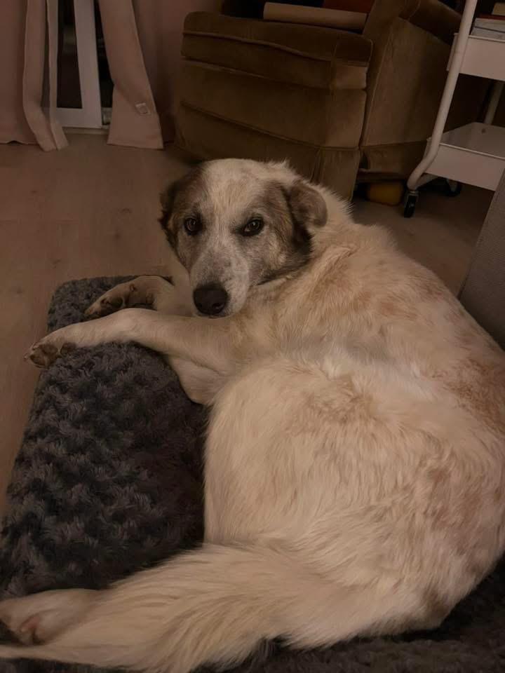 Enlarge Artemis, an adoptable mixed breed in Manhattan, KS image 2/6