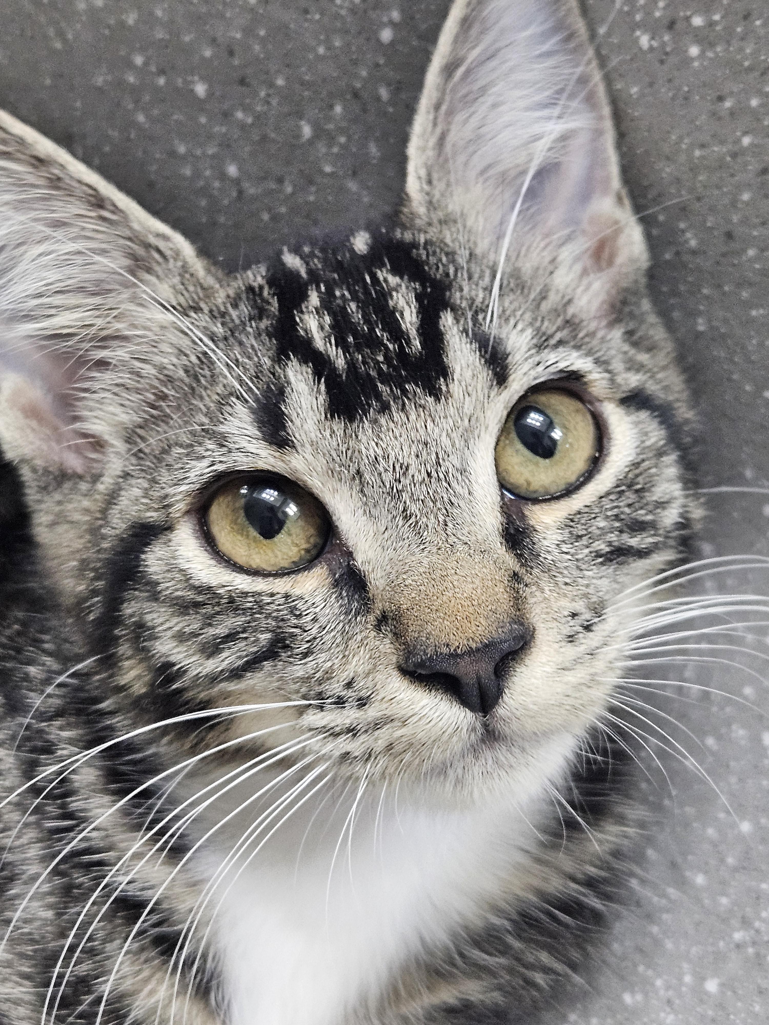 Piper & Prue, a ADOPTABLE Domestic Short Hair in Chandler, AZ image 3/6