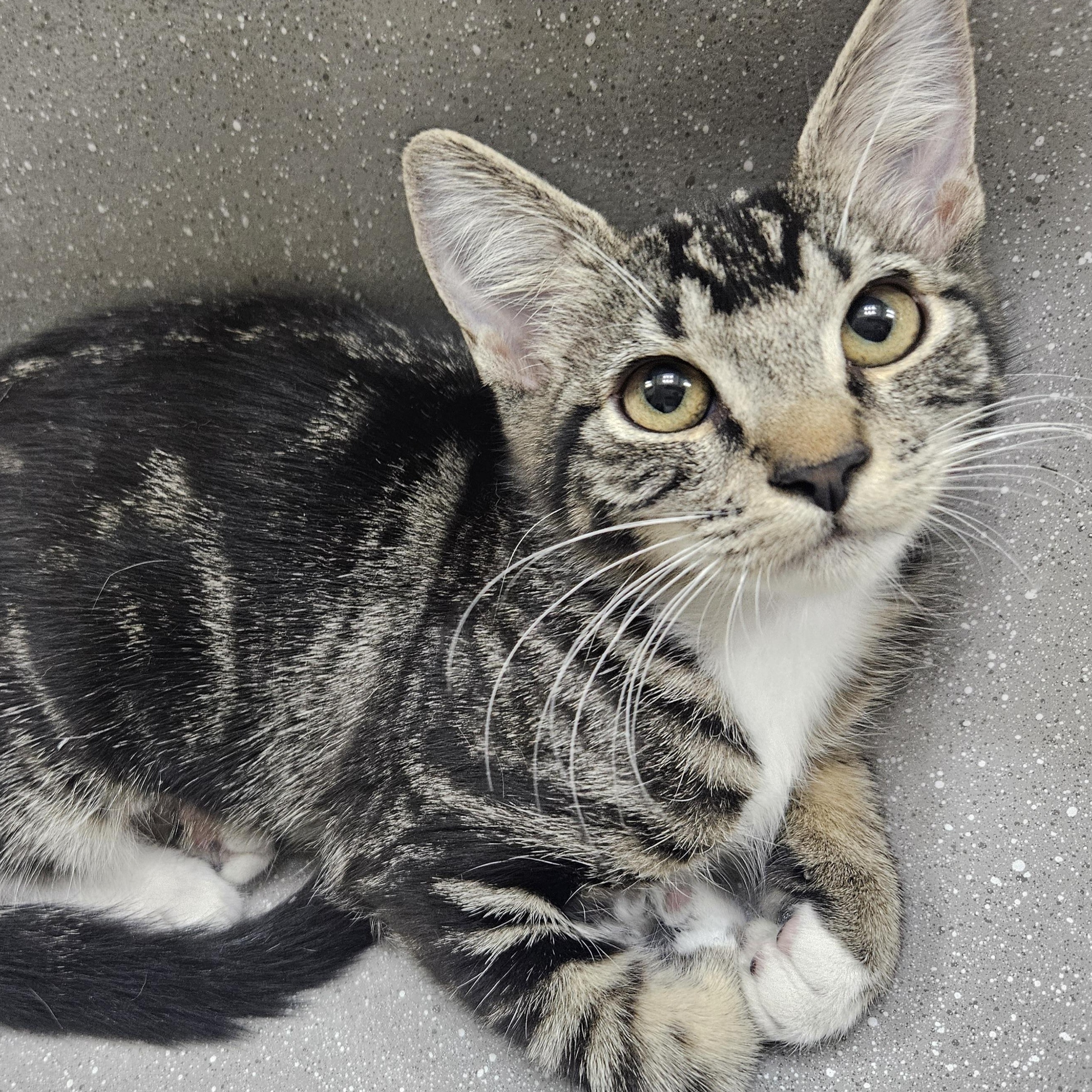 Piper & Prue, a ADOPTABLE Domestic Short Hair in Chandler, AZ image 4/6