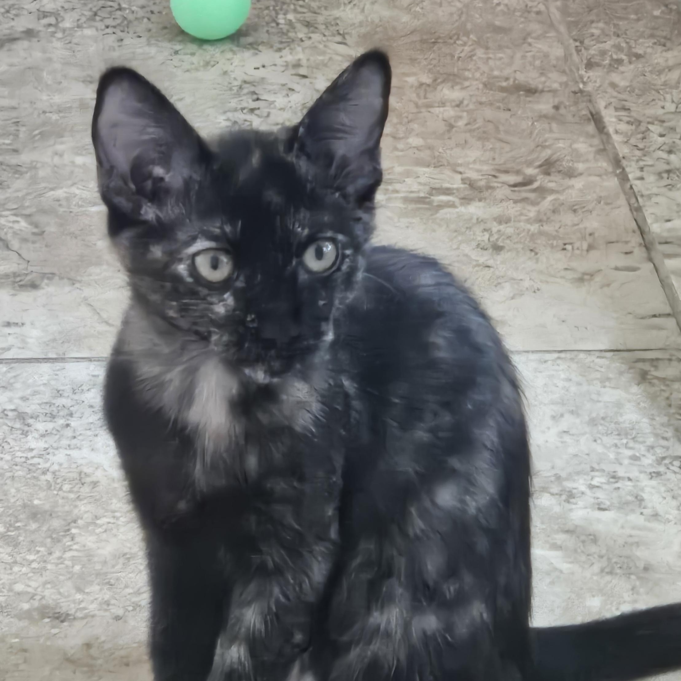 Piper & Prue, a ADOPTABLE Domestic Short Hair in Chandler, AZ image 2/6