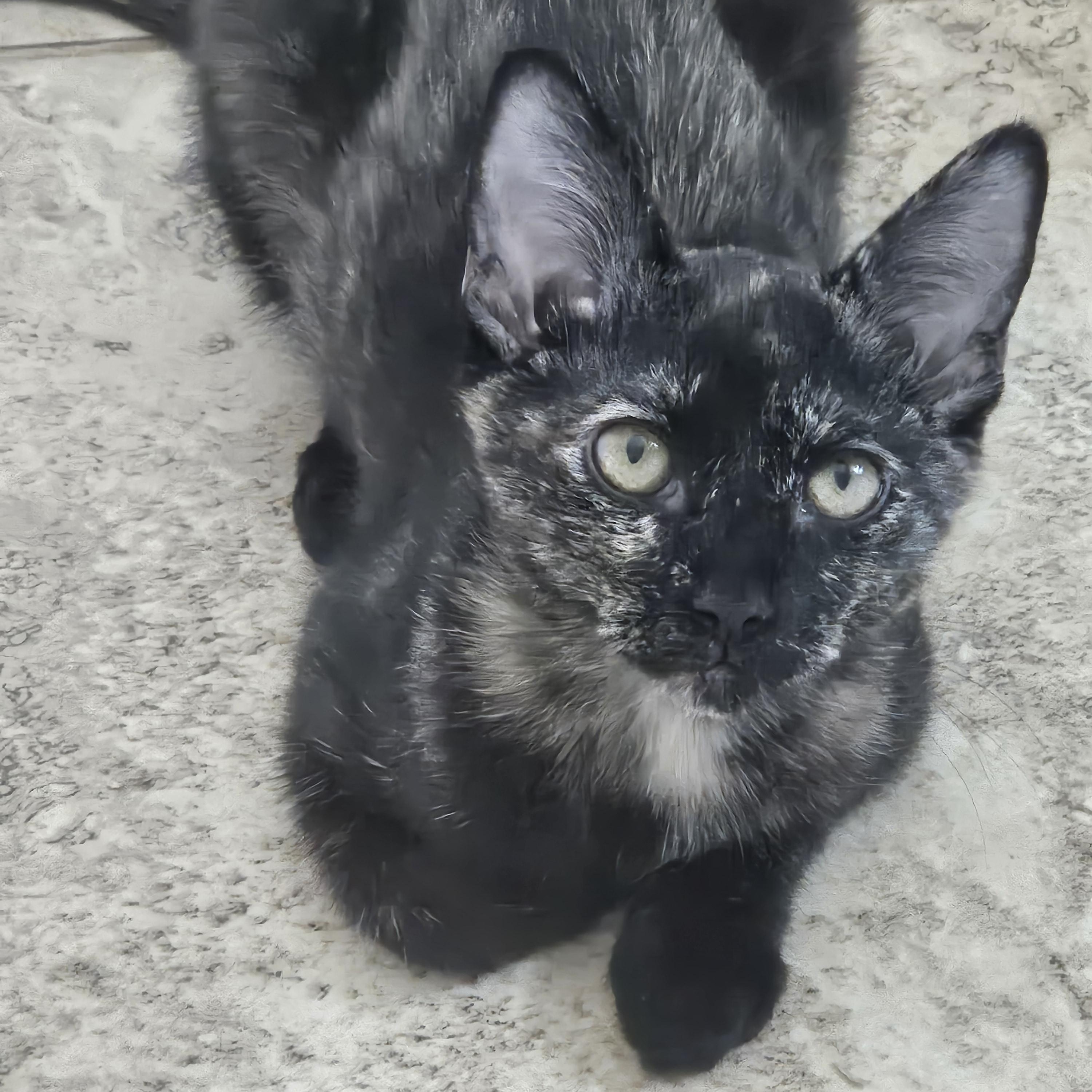 Piper & Prue, a ADOPTABLE Domestic Short Hair in Chandler, AZ image 5/6