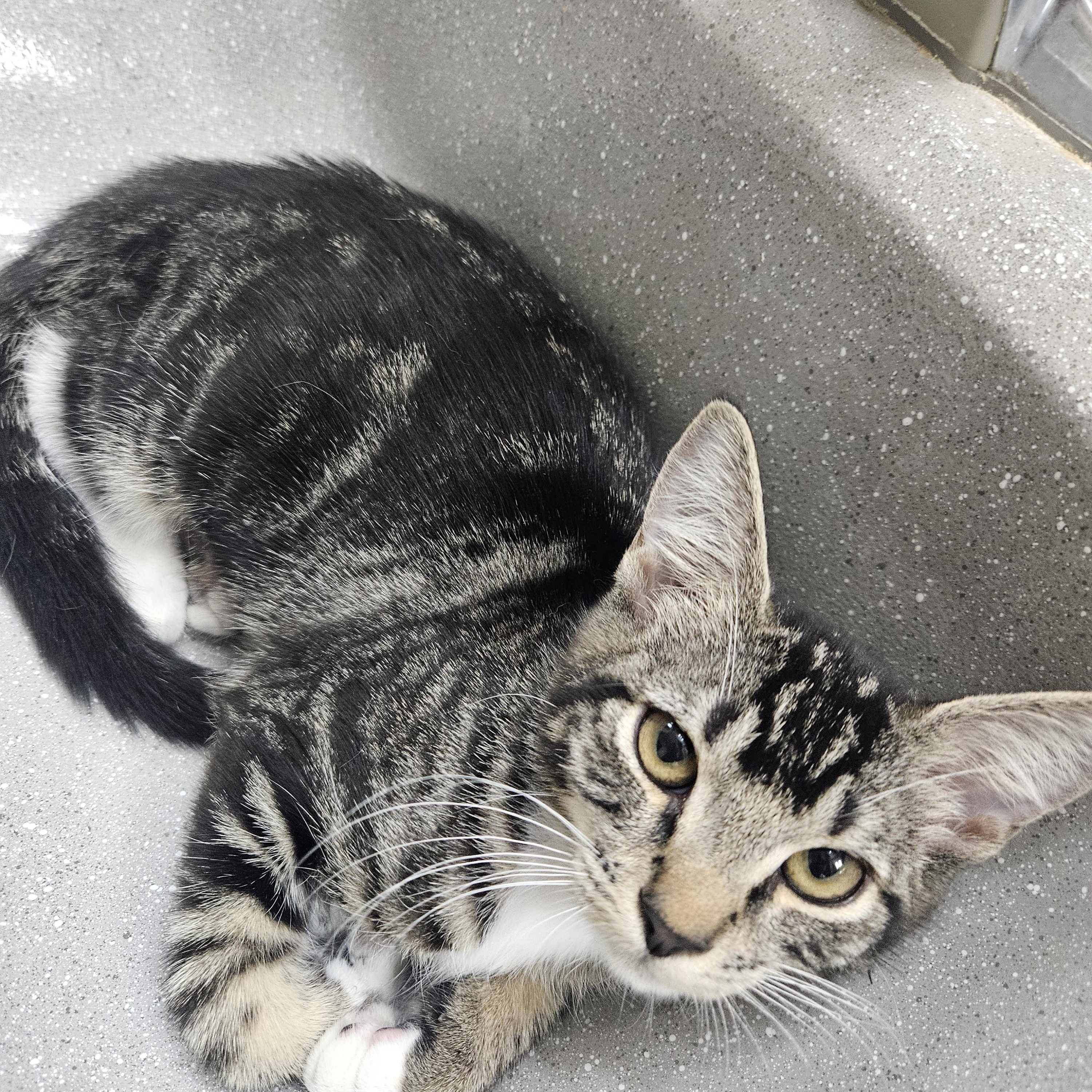Piper & Prue, ADOPTABLE, Kitten Female Domestic Short Hair.