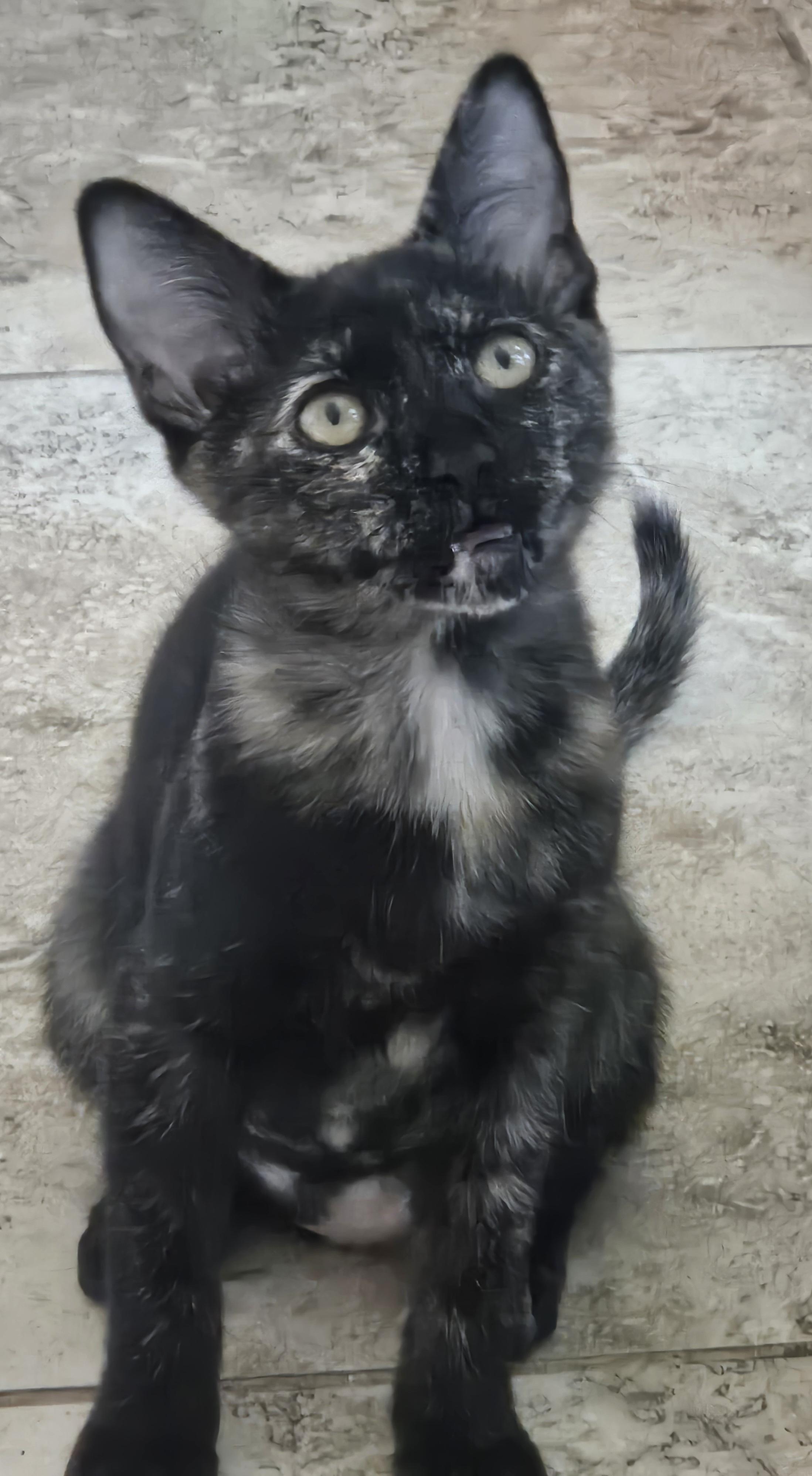 Piper & Prue, a ADOPTABLE Domestic Short Hair in Chandler, AZ image 6/6