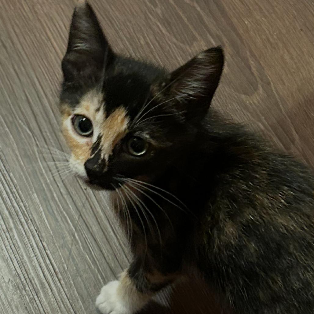 Tortellini, Adoptable, Kitten Female Domestic Short Hair.