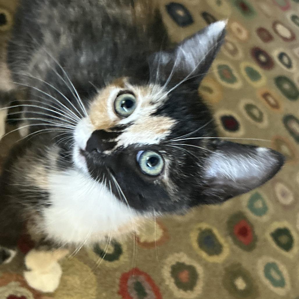Enlarge Tortellini, a Adoptable Domestic Short Hair in Santa Rosa, CA image 2/4