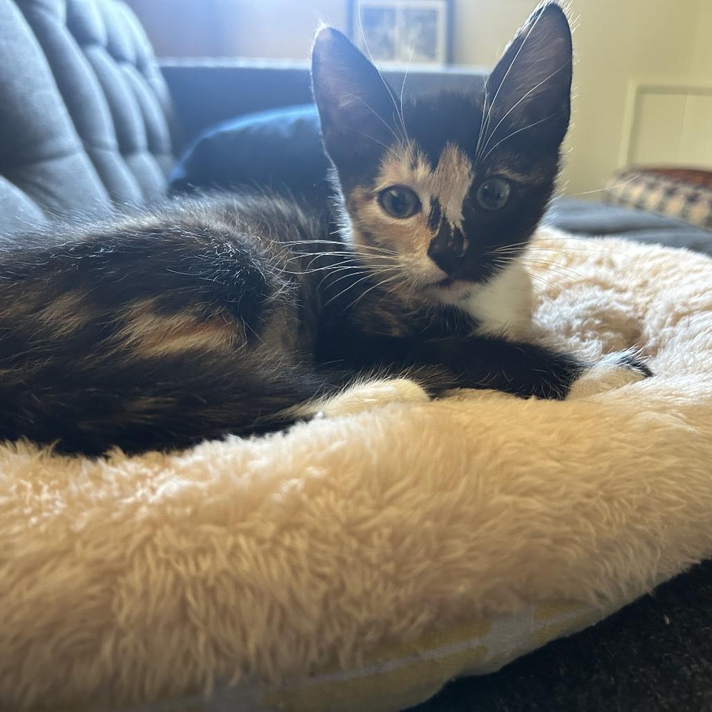 Enlarge Tortellini, a Adoptable Domestic Short Hair in Santa Rosa, CA image 3/4