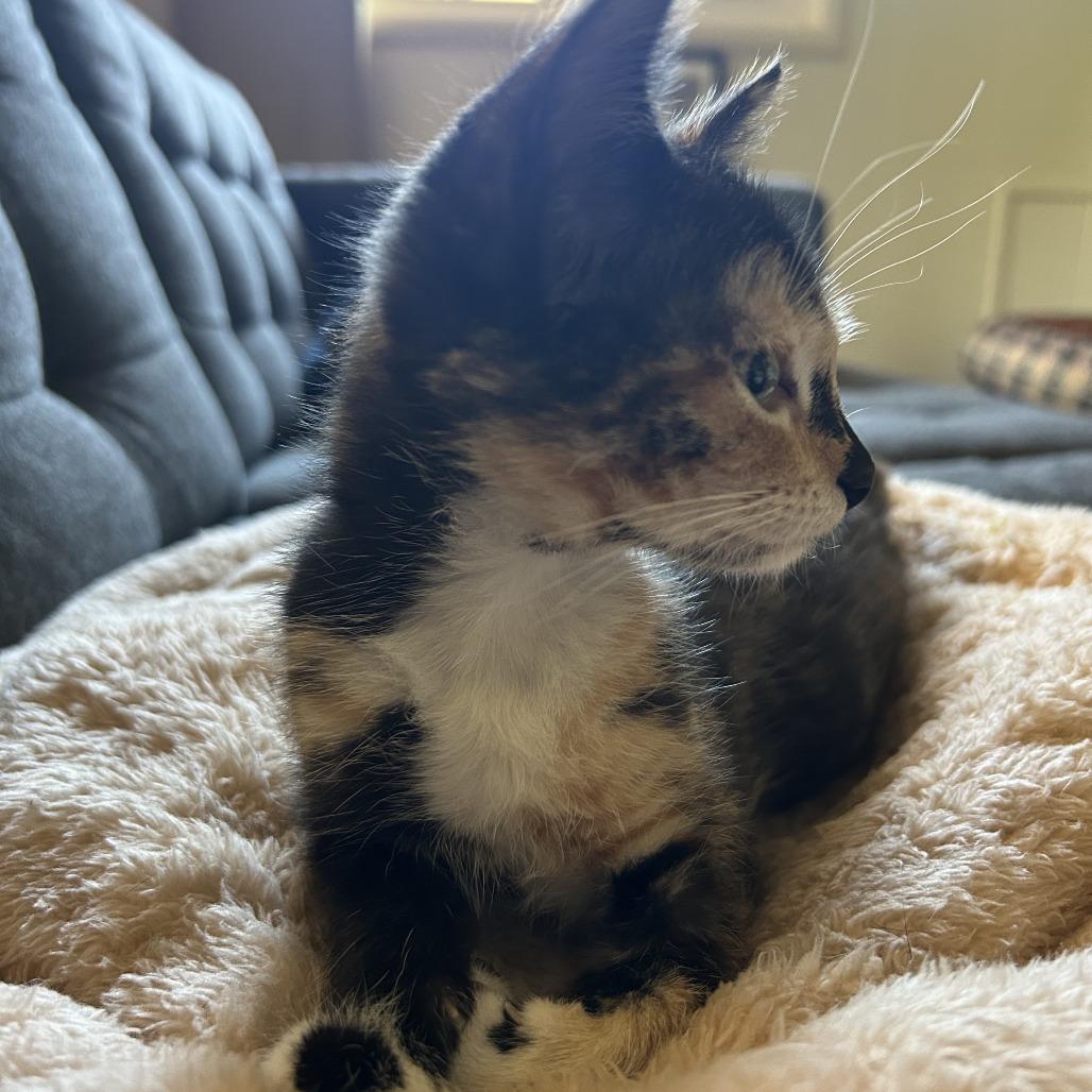 Enlarge Tortellini, a Adoptable Domestic Short Hair in Santa Rosa, CA image 4/4