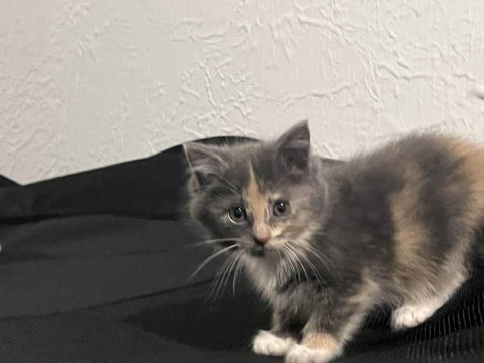 Enlarge Stephanie, an adopted Dilute Calico in Cleveland, OH image 1/3