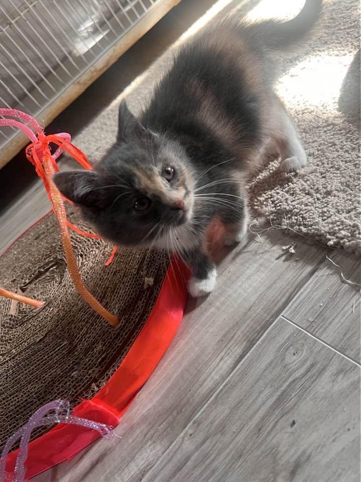 Enlarge Stephanie, an adopted Dilute Calico in Cleveland, OH image 3/3