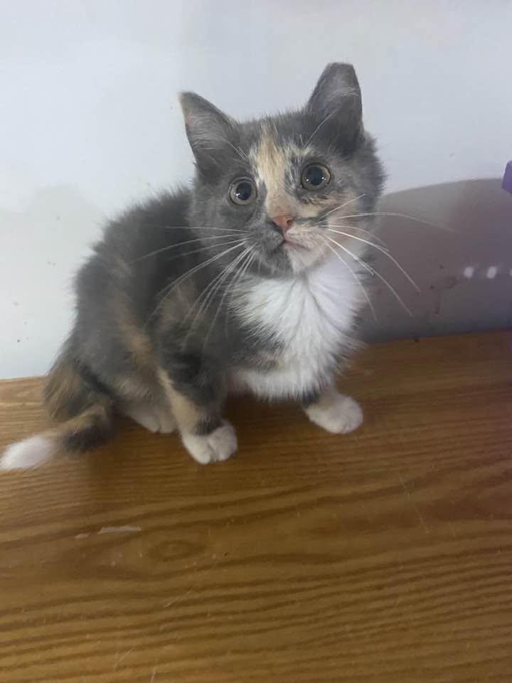 Enlarge Stephanie, an adopted Dilute Calico in Cleveland, OH image 2/3