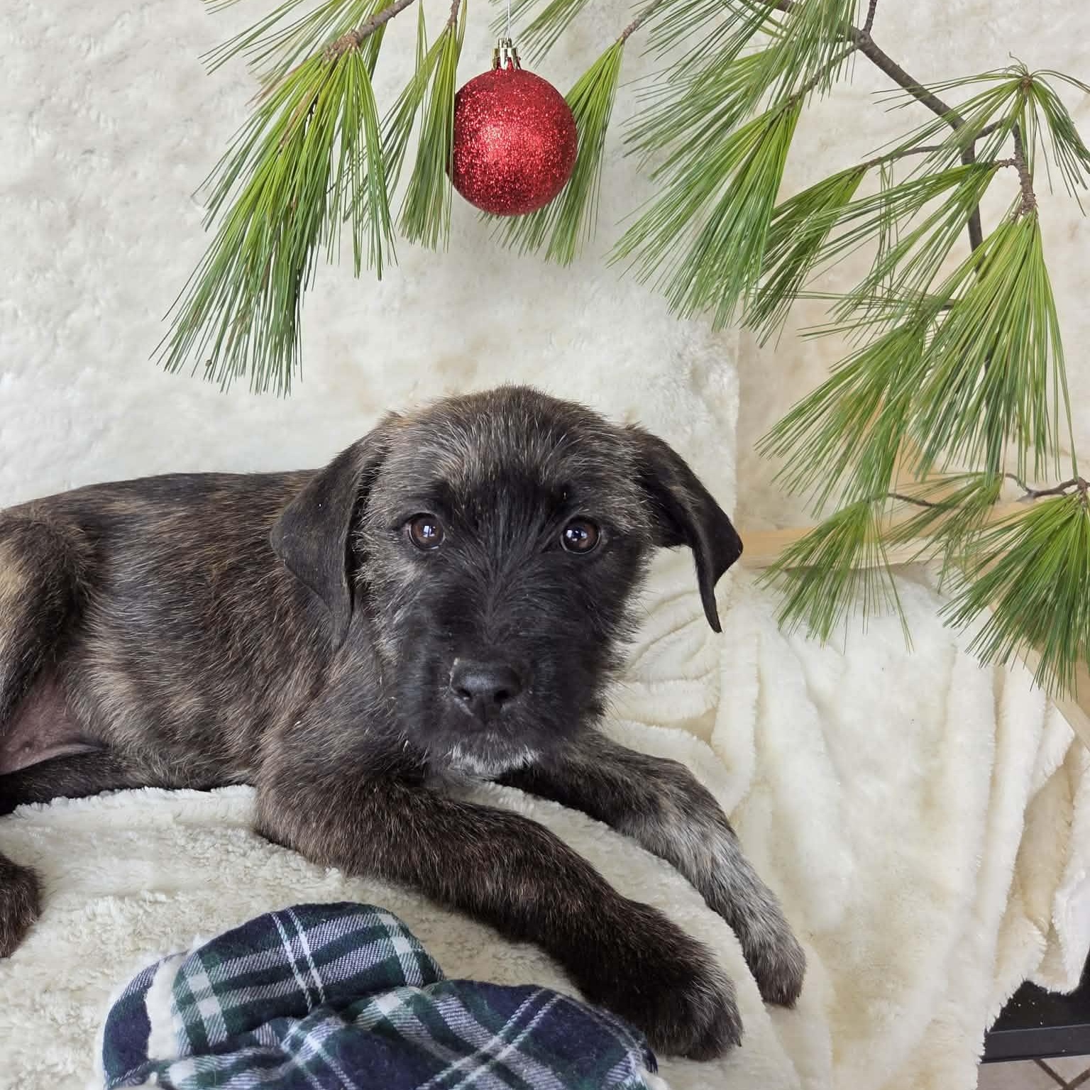 Enlarge Patty, an adoptable mixed breed in McHenry, IL image 1/1