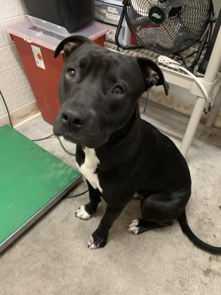 Enlarge Rylee Parker, a Adoptable mixed breed in Roseville, CA image 1/3