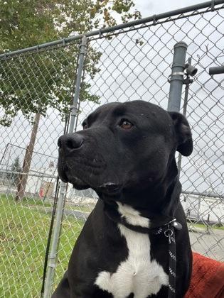 Enlarge Rylee Parker, a Adoptable mixed breed in Roseville, CA image 2/3