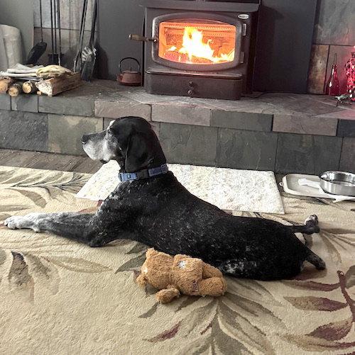 Ace, a Adoptable German Shorthaired Pointer in Menlo Park, CA image 1/3