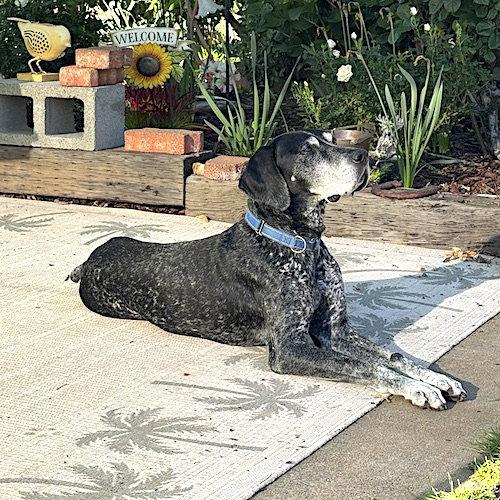 Ace, a Adoptable German Shorthaired Pointer in Menlo Park, CA image 2/3