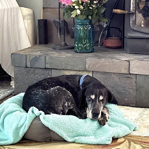 Ace, a Adoptable German Shorthaired Pointer in Menlo Park, CA image 3/3