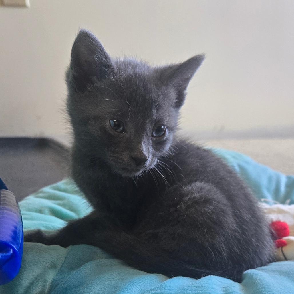 Enlarge Kitten 3, a Adoptable mixed breed in Southington, OH image 1/3