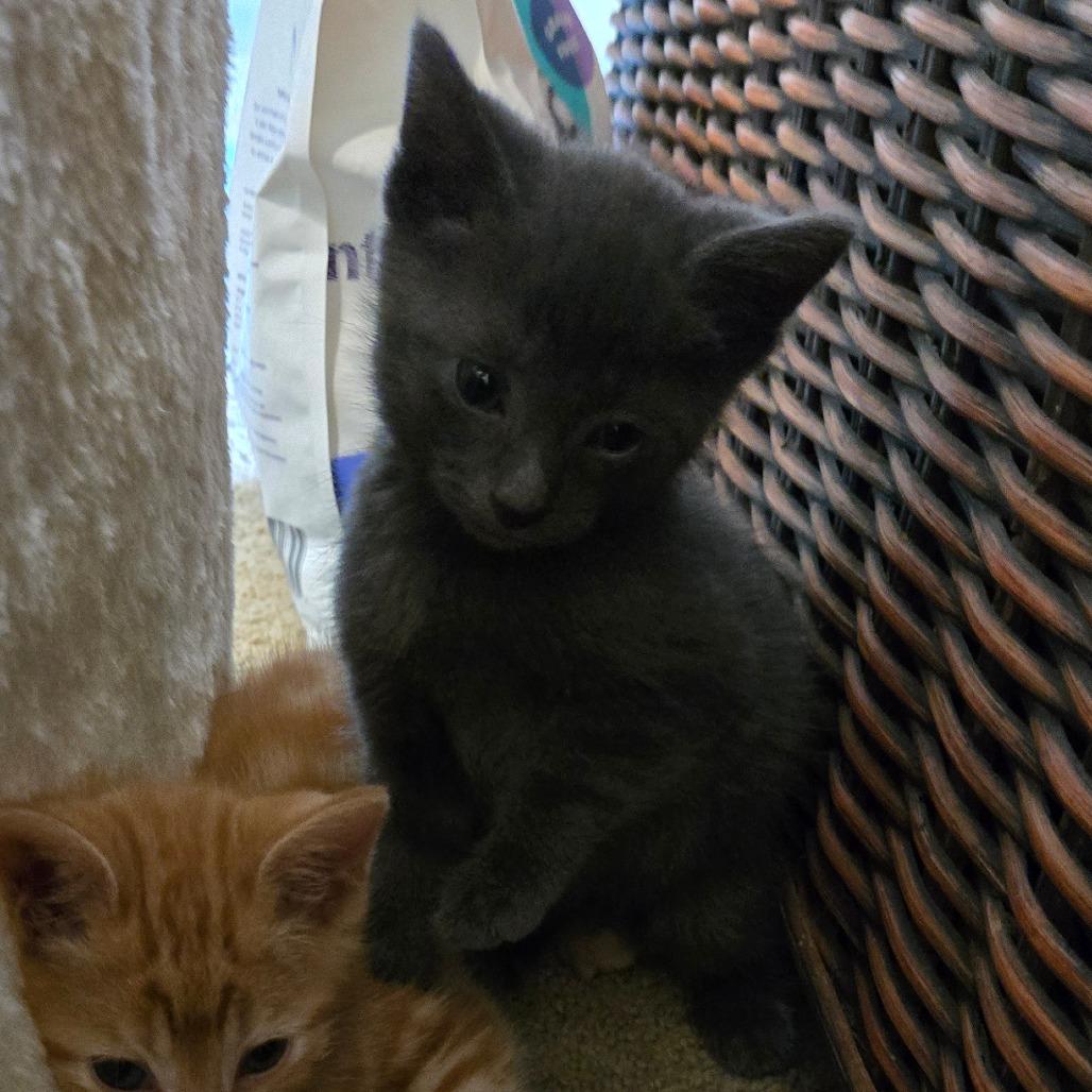 Enlarge Kitten 3, a Adoptable mixed breed in Southington, OH image 2/3