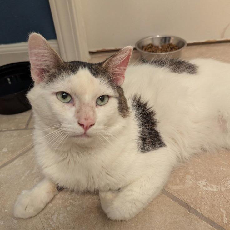 Oreo, Adoptable, Adult Male Domestic Short Hair.