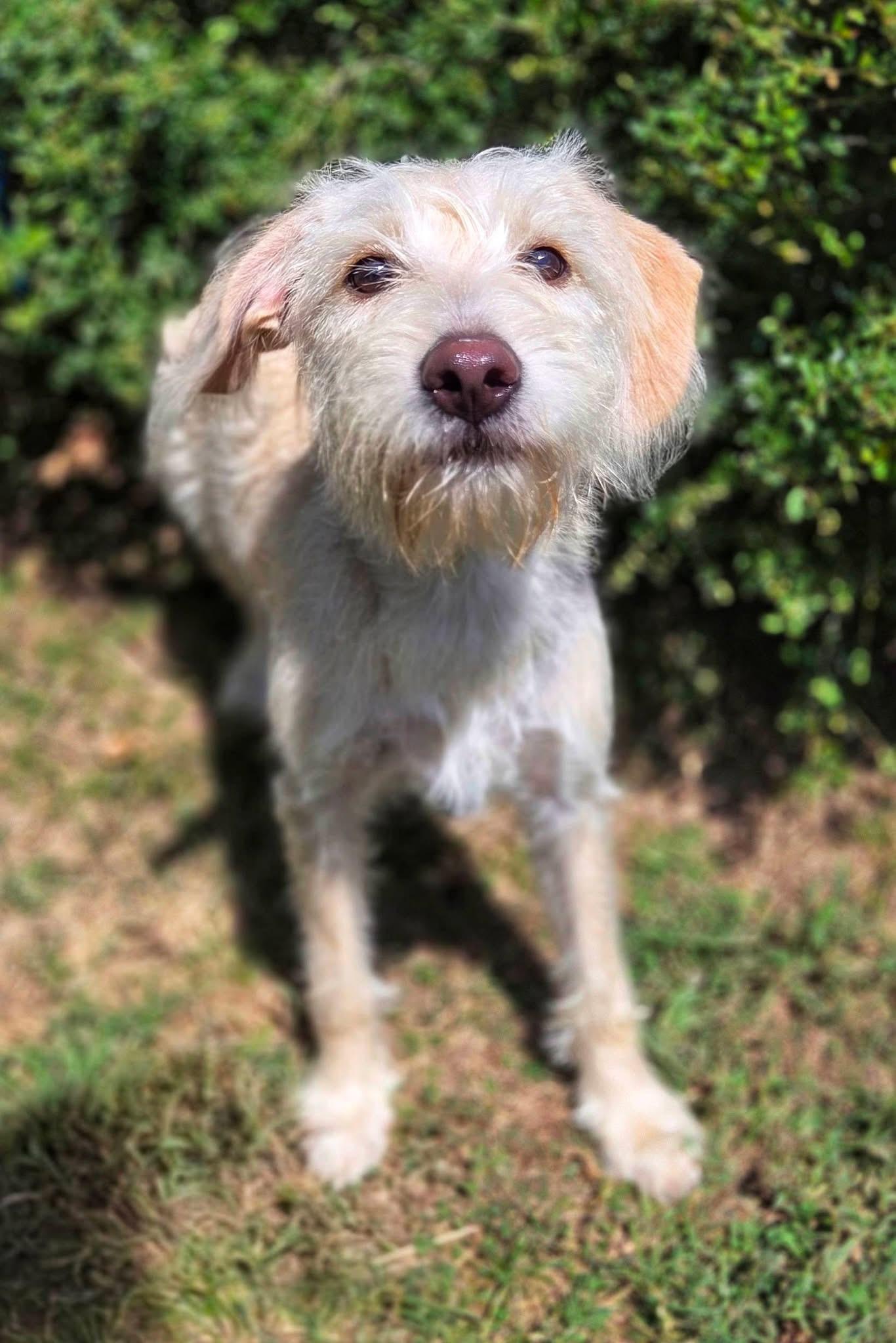 Enlarge Rebecca, a Adoptable mixed breed in Mendham, NJ image 2/3